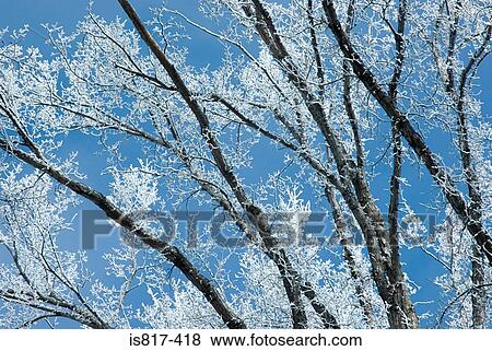 Stock Photo - Snow covered branches. Fotosearch