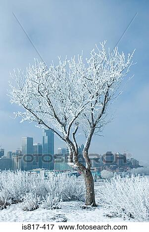 Snow covered tree in calgary View Large Photo Image Stock Photo - Snow covered tree in calgary. Fotosearch