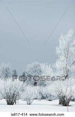 Picture - Snow covered trees. Fotosearch