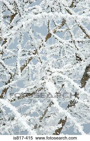 Stock Photography - Snow on branches. Fotosearch