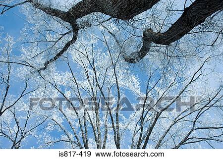 Snow on tree branches View Large Photo Image Stock Photo - Snow on tree branches. Fotosearch