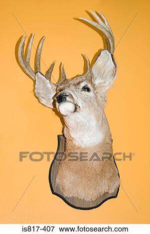 Stock Photo - Stag head on yellow wall. Fotosearch