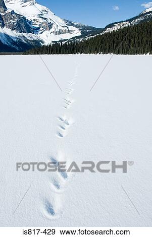 Tracks in snow on frozen lake View Large Photo Image Stock Photo - Tracks in snow on frozen lake. Fotosearch