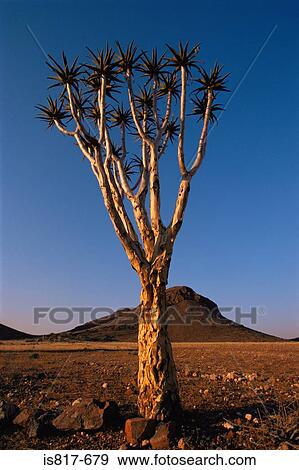 Tree in desert View Large Photo Image Stock Photo - Tree in desert. Fotosearch