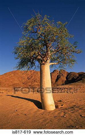 Stock Photo - Tree in the desert. Fotosearch