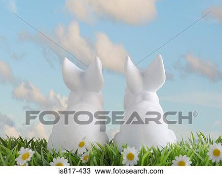 Two white rabbits View Large Photo Image Stock Image - Two white rabbits. Fotosearch