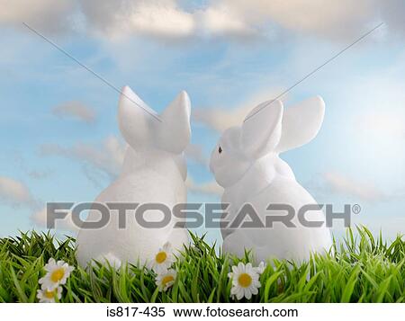 Stock Photography - Two white rabbits. Fotosearch
