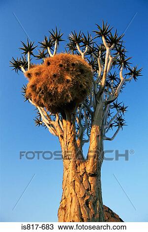Stock Image - Weaver bird nest in quiver tree. Fotosearch