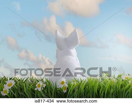 White rabbit sitting on grass View Large Photo Image Picture - White rabbit sitting on grass. Fotosearch
