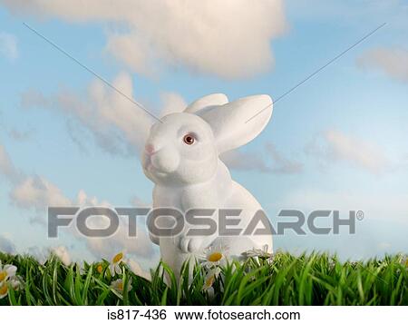White rabbit sitting on grass View Large Photo Image Stock Photograph - White rabbit sitting on grass. Fotosearch