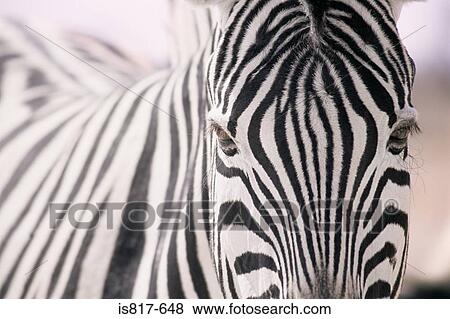 Zebra View Large Photo Image Stock Photo - Zebra. Fotosearch