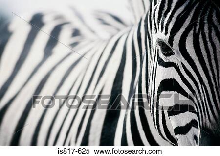 Zebra View Large Photo Image Stock Photography - Zebra. Fotosearch