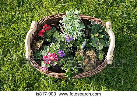 Stock Image - Basket of plants. Fotosearch