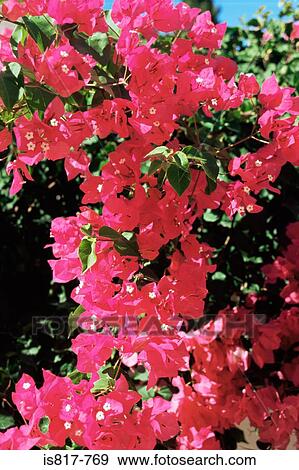 Bougainvillea View Large Photo Image Stock Photo - Bougainvillea. Fotosearch