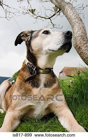 Dog View Large Photo Image Stock Photo - Dog. Fotosearch