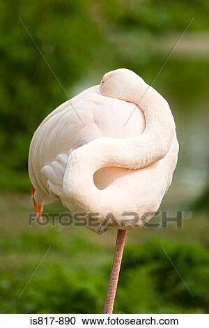 Flamingo View Large Photo Image Stock Image - Flamingo. Fotosearch