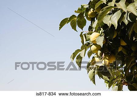 Fruit tree View Large Photo Image Picture - Fruit tree. Fotosearch