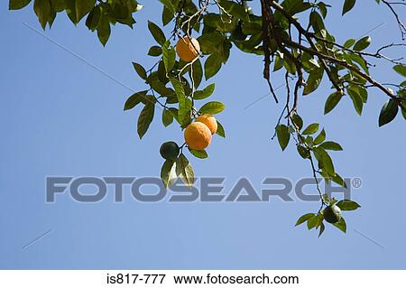 Stock Photo - Orange fruit on tree. Fotosearch
