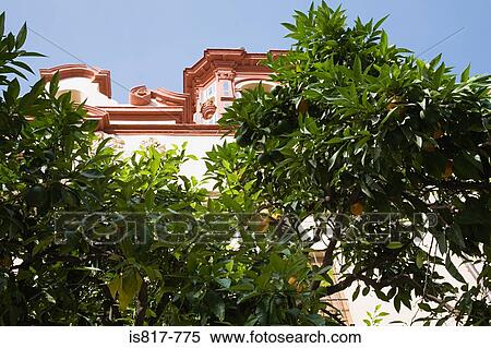 Stock Photography - Orange tree in spain. Fotosearch