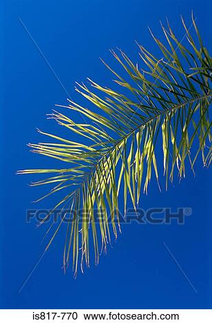 Palm frond View Large Photo Image Stock Image - Palm frond. Fotosearch