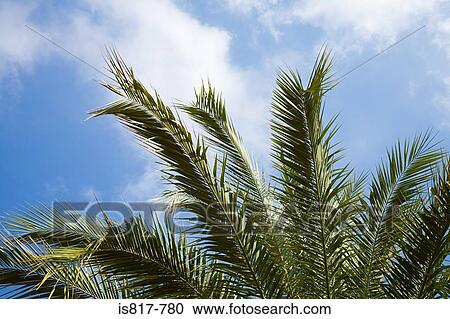 Stock Image - Palm leaves. Fotosearch