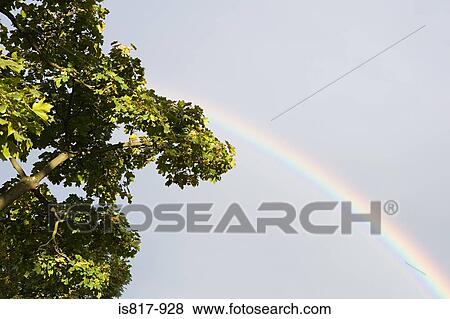 Rainbow and tree View Large Photo Image Stock Photo - Rainbow and tree. Fotosearch