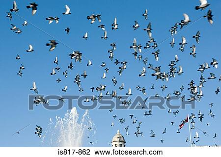 Stock Image - Trafalgar square pigeons. Fotosearch