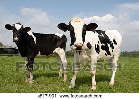 Two cows in a field View Large Photo Image Stock Image - Two cows in a field. Fotosearch