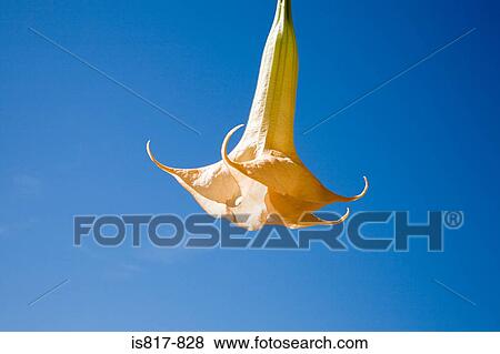 Yellow flower View Large Photo Image Stock Photo - Yellow flower. Fotosearch