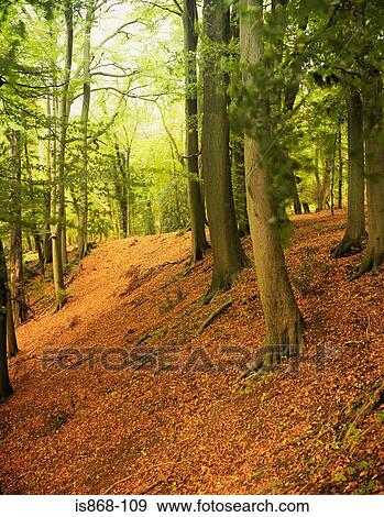 Stock Photo - Ashridge forest in autumn. Fotosearch