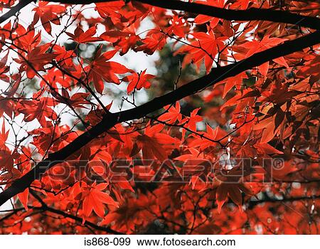 Stock Photo - Autumn acer leaves. Fotosearch