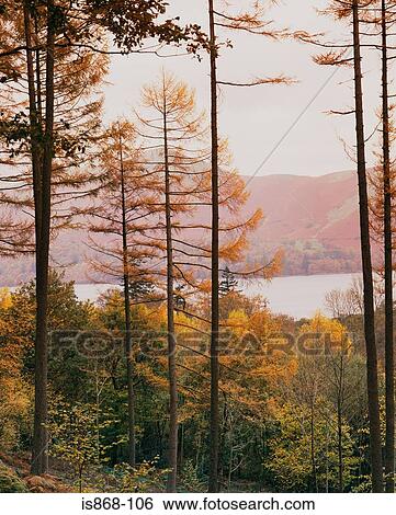 Stock Photograph - Autumn forest. Fotosearch