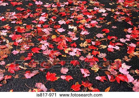 Autumn leaves on a pavement View Large Photo Image Stock Image - Autumn leaves on a pavement. Fotosearch