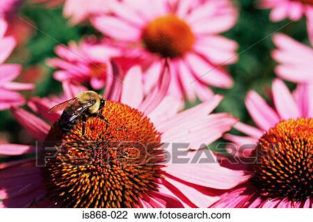 Bee on a flower View Large Photo Image Stock Image - Bee on a flower. Fotosearch