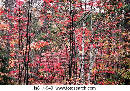 Birch and maple trees in autumn View Large Photo Image Stock Photo - Birch and maple trees in autumn. Fotosearch