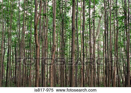 Birch tree forest View Large Photo Image Stock Photography - Birch tree forest. Fotosearch