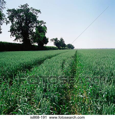 Crop in a field View Large Photo Image Stock Image - Crop in a field. Fotosearch
