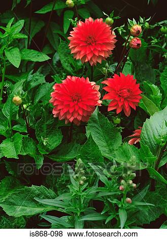 Dahlia View Large Photo Image Stock Photo - Dahlia. Fotosearch