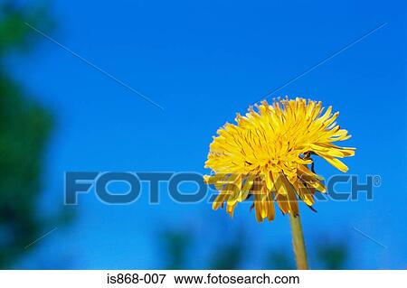 Stock Photo - Dandelion. Fotosearch