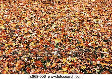 Stock Photograph - Fallen maple leaves. Fotosearch
