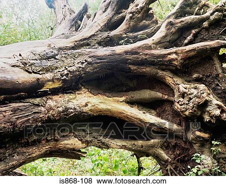 Fallen tree View Large Photo Image Stock Photo - Fallen tree. Fotosearch