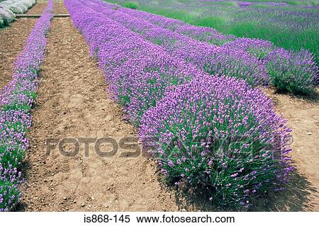 Stock Photography - Field of lavender. Fotosearch