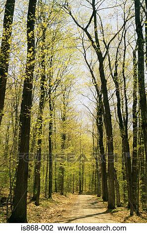 Forest path in spring View Large Photo Image Stock Image - Forest path in spring. Fotosearch