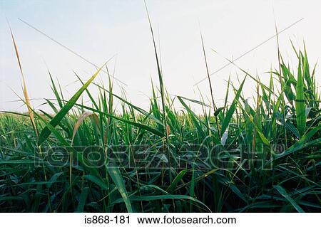 Stock Image - Grass. Fotosearch