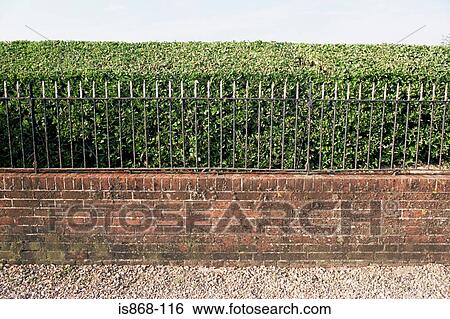 Stock Photograph - Hedge and wall. Fotosearch