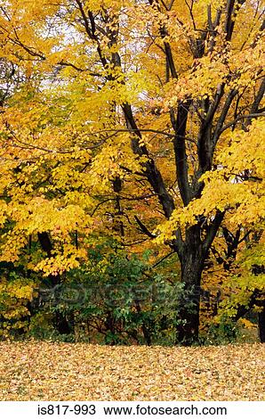 Maple tree with yellow leaves View Large Photo Image Stock Image - Maple tree with yellow leaves. Fotosearch