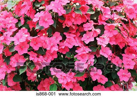 New guinea impatiens flowers View Large Photo Image Stock Image - New guinea impatiens flowers. Fotosearch