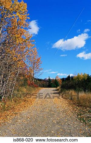 Path and trees in autumn View Large Photo Image Stock Image - Path and trees in autumn. Fotosearch
