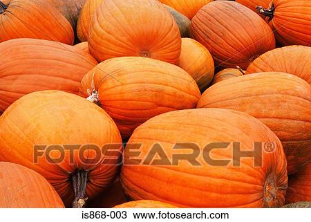 Pumpkins View Large Photo Image Stock Image - Pumpkins. Fotosearch