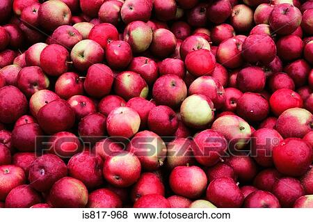 Rain covered apples View Large Photo Image Stock Photo - Rain covered apples. Fotosearch